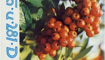 Берёзка Ц-281/Д (1986) 0