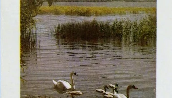 Горизонт Ц-256 (1983) 0